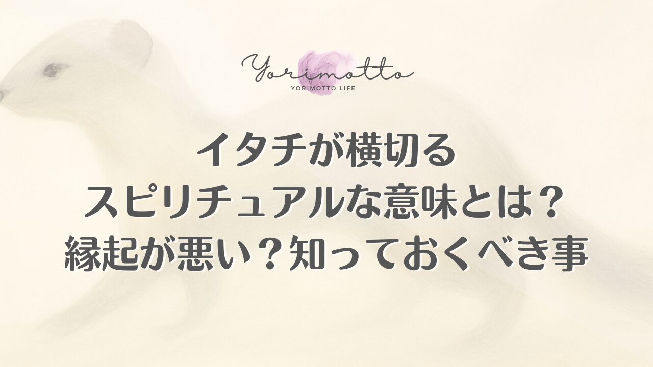イタチが横切るスピリチュアルな意味とは？縁起が悪い？知っておくべき事