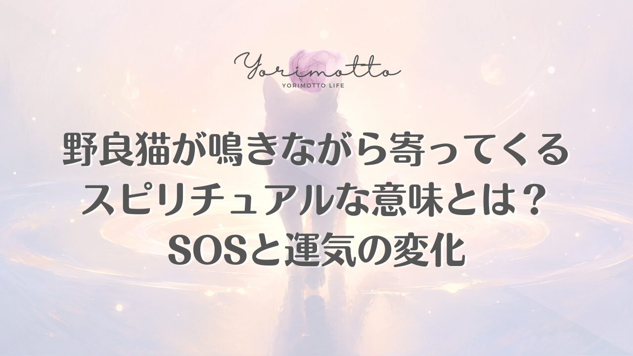 野良猫が鳴きながら寄ってくるスピリチュアルな意味とは？SOSと運気の変化